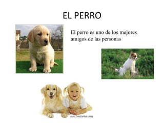 EL PERRO
El perro es uno de los mejores
amigos de las personas

 