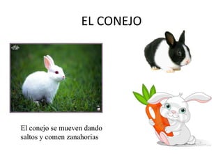 EL CONEJO

El conejo se mueven dando
saltos y comen zanahorias

 