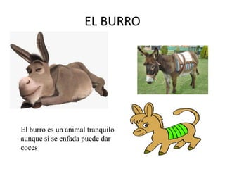 EL BURRO

El burro es un animal tranquilo
aunque si se enfada puede dar
coces

 