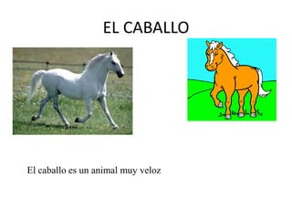 EL CABALLO

El caballo es un animal muy veloz

 