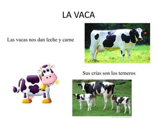LA VACA
Las vacas nos dan leche y carne

Sus crías son los terneros

 