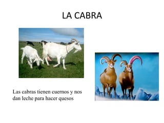 LA CABRA

Las cabras tienen cuernos y nos
dan leche para hacer quesos

 