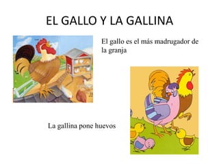 EL GALLO Y LA GALLINA
El gallo es el más madrugador de
la granja

La gallina pone huevos

 