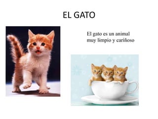 EL GATO
El gato es un animal
muy limpio y cariñoso

 