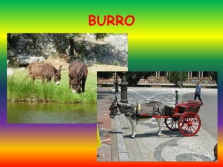 BURRO
 
