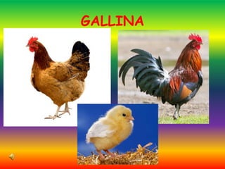 GALLINA
 