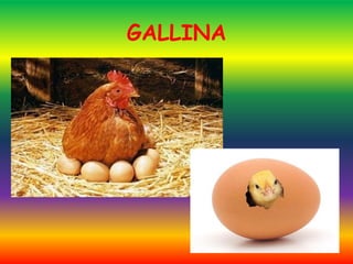 GALLINA
 