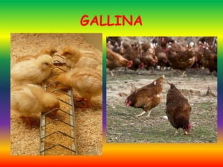 GALLINA
 