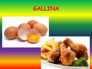 GALLINA
 