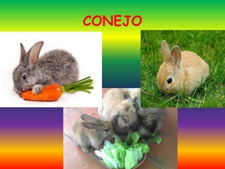 CONEJO
 
