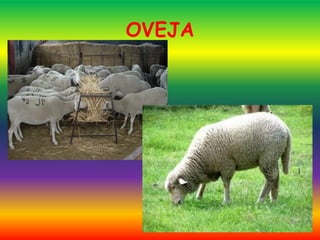 OVEJA
 
