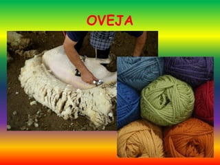 OVEJA
 