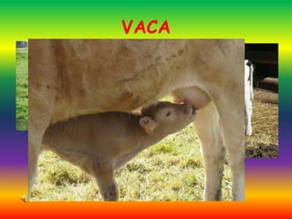 VACA
 