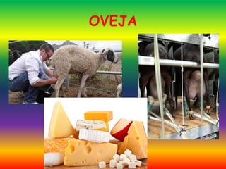 OVEJA
 