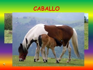 CABALLO
 