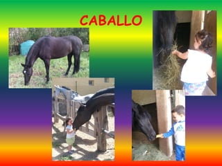 CABALLO
 
