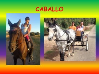 CABALLO
 