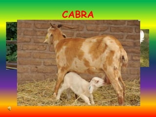 CABRA
 