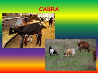 CABRA
 