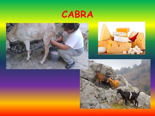 CABRA
 