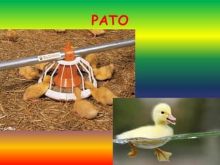 PATO
 
