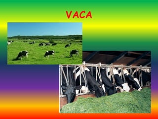 VACA
 