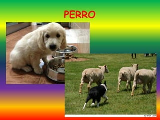 PERRO
 