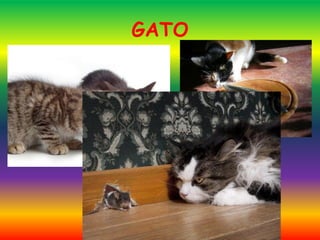 GATO
 