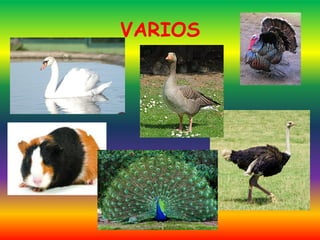 VARIOS
 