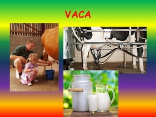 VACA
 