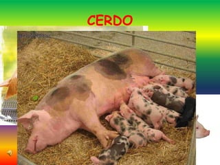 CERDO
 