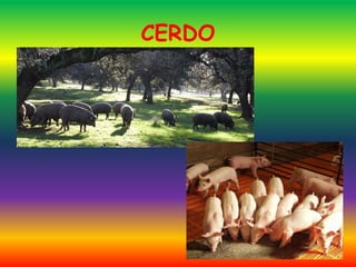 CERDO
 