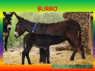 BURRO
 