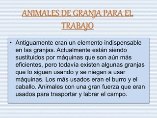 ANIMALES DE GRANJA PARA EL
TRABAJO
• Antiguamente eran un elemento indispensable
en las granjas. Actualmente están siendo
sustituidos por máquinas que son aún más
eficientes, pero todavía existen algunas granjas
que lo siguen usando y se niegan a usar
máquinas. Los más usados eran el burro y el
caballo. Animales con una gran fuerza que eran
usados para trasportar y labrar el campo.
 