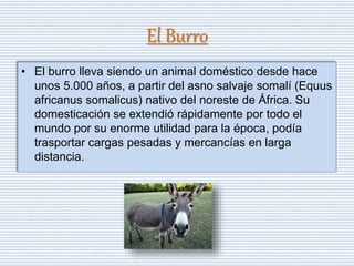 El Burro
• El burro lleva siendo un animal doméstico desde hace
unos 5.000 años, a partir del asno salvaje somalí (Equus
africanus somalicus) nativo del noreste de África. Su
domesticación se extendió rápidamente por todo el
mundo por su enorme utilidad para la época, podía
trasportar cargas pesadas y mercancías en larga
distancia.
 