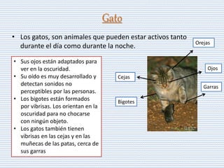 Gato
• Los gatos, son animales que pueden estar activos tanto
durante el día como durante la noche. Orejas
Garras
Ojos
Bigotes
Cejas
• Sus ojos están adaptados para
ver en la oscuridad.
• Su oído es muy desarrollado y
detectan sonidos no
perceptibles por las personas.
• Los bigotes están formados
por vibrisas. Los orientan en la
oscuridad para no chocarse
con ningún objeto.
• Los gatos también tienen
vibrisas en las cejas y en las
muñecas de las patas, cerca de
sus garras
 