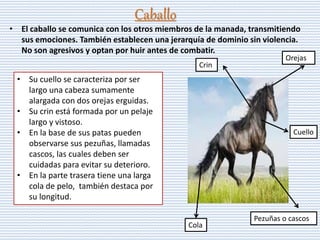 Caballo
• El caballo se comunica con los otros miembros de la manada, transmitiendo
sus emociones. También establecen una jerarquía de dominio sin violencia.
No son agresivos y optan por huir antes de combatir.
• Su cuello se caracteriza por ser
largo una cabeza sumamente
alargada con dos orejas erguidas.
• Su crin está formada por un pelaje
largo y vistoso.
• En la base de sus patas pueden
observarse sus pezuñas, llamadas
cascos, las cuales deben ser
cuidadas para evitar su deterioro.
• En la parte trasera tiene una larga
cola de pelo, también destaca por
su longitud.
Crin
Orejas
Cuello
Pezuñas o cascos
Cola
 