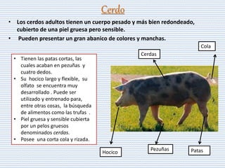 Cerdo
• Los cerdos adultos tienen un cuerpo pesado y más bien redondeado,
cubierto de una piel gruesa pero sensible.
• Pueden presentar un gran abanico de colores y manchas.
• Tienen las patas cortas, las
cuales acaban en pezuñas y
cuatro dedos.
• Su hocico largo y flexible, su
olfato se encuentra muy
desarrollado . Puede ser
utilizado y entrenado para,
entre otras cosas, la búsqueda
de alimentos como las trufas .
• Piel gruesa y sensible cubierta
por un pelos gruesos
denominados cerdas.
• Posee una corta cola y rizada.
Hocico
Cerdas
Cola
PatasPezuñas
 