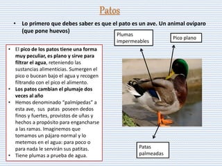 Patos
• Lo primero que debes saber es que el pato es un ave. Un animal ovíparo
(que pone huevos)
• El pico de los patos tiene una forma
muy peculiar, es plano y sirve para
filtrar el agua, reteniendo las
sustancias alimenticias. Sumergen el
pico o bucean bajo el agua y recogen
filtrando con el pico el alimento.
• Los patos cambian el plumaje dos
veces al año
• Hemos denominado “palmípedas” a
esta ave, sus patas poseen dedos
finos y fuertes, provistos de uñas y
hechos a propósito para engancharse
a las ramas. Imaginemos que
tomamos un pájaro normal y lo
metemos en el agua: para poco o
para nada le servirán sus patitas.
• Tiene plumas a prueba de agua.
Plumas
impermeables
Pico plano
Patas
palmeadas
 