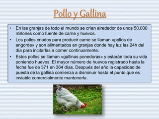 Pollo y Gallina
• En las granjas de todo el mundo se crían alrededor de unos 50.000
millones como fuente de carne y huevos.
• Los pollos criados para producir carne se llaman «pollos de
engorde» y son alimentados en granjas donde hay luz las 24h del
día para incitarlas a comer continuamente.
• Estos pollos se llaman «gallinas ponedoras» y estarán toda su vida
poniendo huevos. El mayor número de huevos registrado hasta la
fecha fue de 371 en 364 días. Después del año la capacidad de
puesta de la gallina comienza a disminuir hasta el punto que es
inviable comercialmente mantenerla.
 