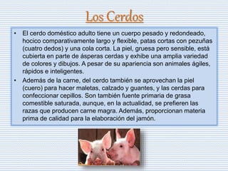 Los Cerdos
• El cerdo doméstico adulto tiene un cuerpo pesado y redondeado,
hocico comparativamente largo y flexible, patas cortas con pezuñas
(cuatro dedos) y una cola corta. La piel, gruesa pero sensible, está
cubierta en parte de ásperas cerdas y exhibe una amplia variedad
de colores y dibujos. A pesar de su apariencia son animales ágiles,
rápidos e inteligentes.
• Además de la carne, del cerdo también se aprovechan la piel
(cuero) para hacer maletas, calzado y guantes, y las cerdas para
confeccionar cepillos. Son también fuente primaria de grasa
comestible saturada, aunque, en la actualidad, se prefieren las
razas que producen carne magra. Además, proporcionan materia
prima de calidad para la elaboración del jamón.
 