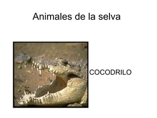 Animales de la selva COCODRILO 