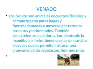 VENADO 
• Los ciervos son animales decuerpos flexibles y 
compactos,con patas largas y 
fuertesadaptadas a moverse por terrenos 
boscosos yaccidentados. También 
sonexcelentes nadadores. Los dientesde la 
mandíbula inferior tienencrestas de esmalte 
elevadas queles permiten triturar una 
granvariedad de vegetación. Sonrumiantes. 
• 
 