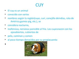 CUY 
• El cuy es un animal 
• conocido con varios 
• nombres según la región(cuye, curi, conejillo deindias, rata de 
América,guinea pig, etc.), se 
• considera nocturna, 
• inofensiva, nerviosa ysensible al frío. Los cuyesnacen con los 
ojosabiertos, cubiertos de 
• pelo, caminan y comen 
• al poco tiempo denacidos por su propiacuenta 
• 
 