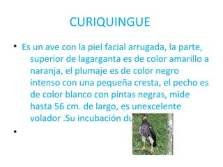 CURIQUINGUE 
• Es un ave con la piel facial arrugada, la parte, 
superior de lagarganta es de color amarillo a 
naranja, el plumaje es de color negro 
intenso con una pequeña cresta, el pecho es 
de color blanco con pintas negras, mide 
hasta 56 cm. de largo, es unexcelente 
volador .Su incubación dura 36 dias 
• 
