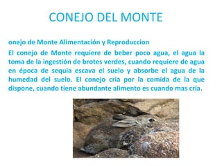 CONEJO DEL MONTE 
onejo de Monte Alimentación y Reproduccion 
El conejo de Monte requiere de beber poco agua, el agua la 
toma de la ingestión de brotes verdes, cuando requiere de agua 
en época de sequia escava el suelo y absorbe el agua de la 
humedad del suelo. El conejo cria por la comida de la que 
dispone, cuando tiene abundante alimento es cuando mas cría. 
 