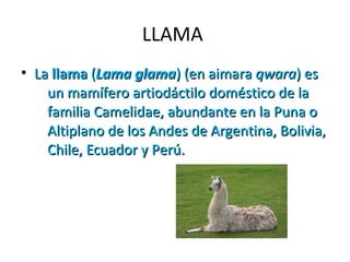 LLAMA 
• LLaa llllaammaa ((LLaammaa ggllaammaa)) ((eenn aaiimmaarraa qqwwaarraa)) eess 
uunn mmaammííffeerroo aarrttiiooddááccttiilloo ddoommééssttiiccoo ddee llaa 
ffaammiilliiaa CCaammeelliiddaaee,, aabbuunnddaannttee eenn llaa PPuunnaa oo 
AAllttiippllaannoo ddee llooss AAnnddeess ddee AArrggeennttiinnaa,, BBoolliivviiaa,, 
CChhiillee,, EEccuuaaddoorr yy PPeerrúú.. 
 