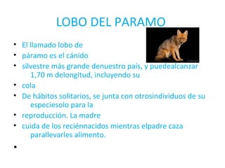 LOBO DEL PARAMO 
• El llamado lobo de 
• páramo es el cánido 
• silvestre más grande denuestro país, y puedealcanzar 
1,70 m delongitud, incluyendo su 
• cola 
• De hábitos solitarios, se junta con otrosindividuos de su 
especiesolo para la 
• reproducción. La madre 
• cuida de los reciénnacidos mientras elpadre caza 
parallevarles alimento. 
• 
 