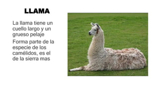 LLAMA
La llama tiene un
cuello largo y un
grueso pelaje
Forma parte de la
especie de los
camélidos, es el
de la sierra mas
 