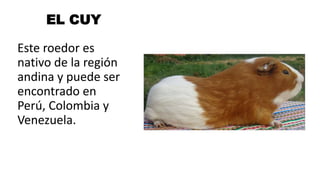 EL CUY
Este roedor es
nativo de la región
andina y puede ser
encontrado en
Perú, Colombia y
Venezuela.
 